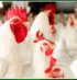 bigfowlsALB albarkagroup,org